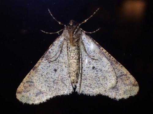 Erannis defoliaria